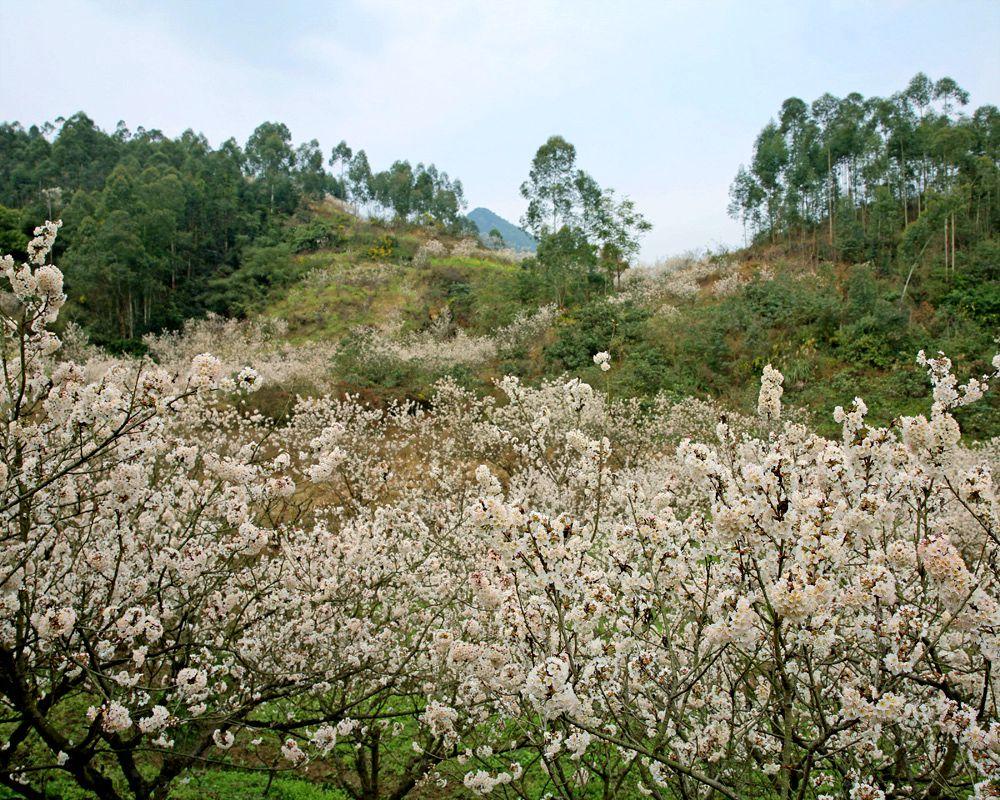 璧山区重庆最新动态速览